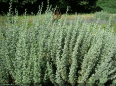 Des images de diff�rentes plantes